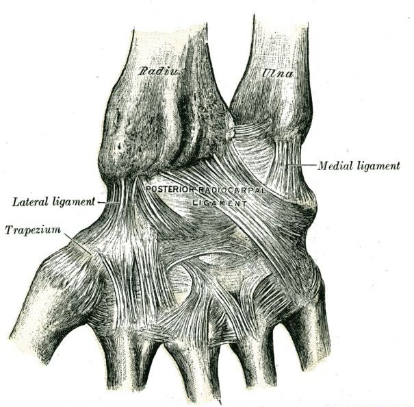File:Ligaments.jpg