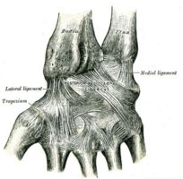 Ligaments: posterior view of left wrist