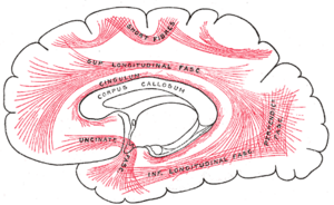 Major association fibers in the cerebrum, in a mid-sagittal lateral view.